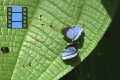 Scene 18 1_Two Ar_Male and female  Arawcus phaea courting on leaf